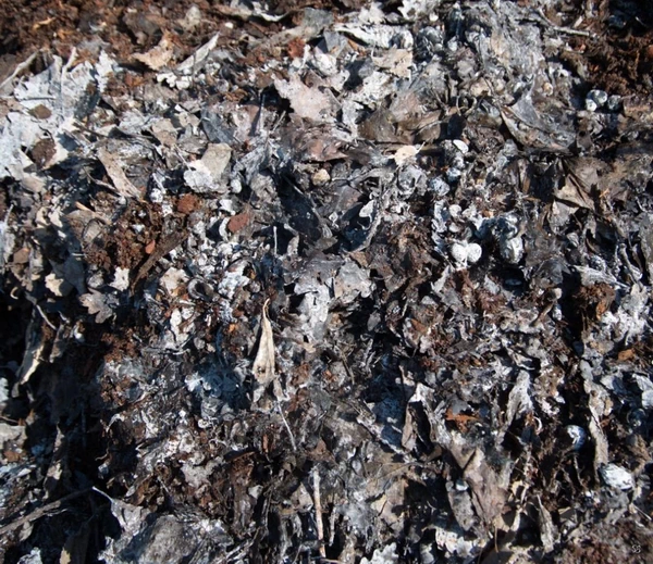 Thermophilic microorganisms in the centre of a compost