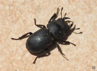 Carabid beetle
