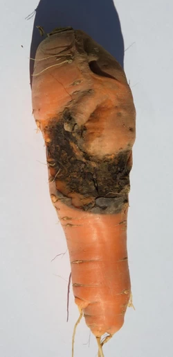 rhizoctonia of carrot