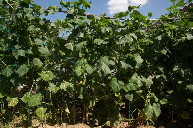 cucumber cultivation on vertical grids