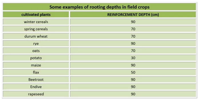 rooting depth in field crops