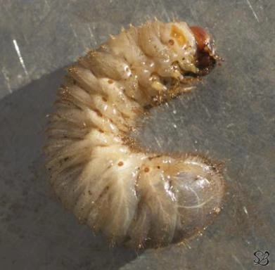 Larvae of the cetonia aurata fly collected in a compost