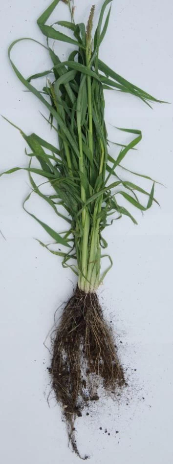 Formation de biomasse par la racine d'une graminée